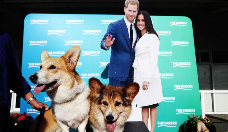 Meghan Markle e Príncipe Harry escolhem o nome de seu novo cachorro