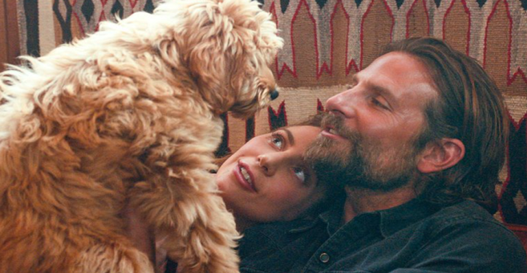 Depois de ser esnobado pelo Oscar, Bradley Cooper vence como Melhor Diretor nos prêmios PETA