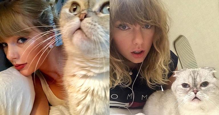 Animal de estimação de Taylor Swift tem fortuna avaliada em 97 milhões de dólares