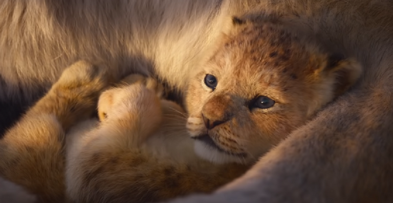 Inspirado em “O Rei Leão”, Disney cria companha beneficente para preservação de leões