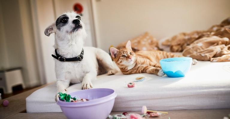 8 itens super práticos e confortáveis para o seu melhor amigo de quatro patas