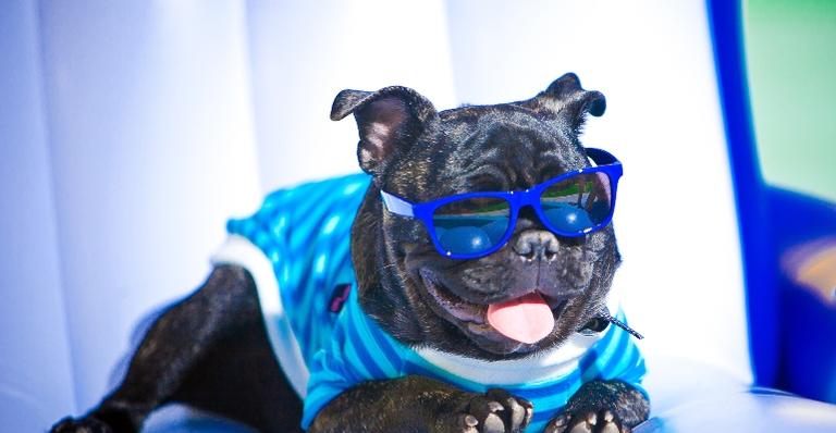 6 produtos para o seu cãozinho que você precisa conferir