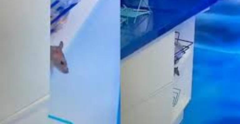 Ele voltou! Rato Genilson do BBB20 faz nova aparição na casa e internautas se divertem