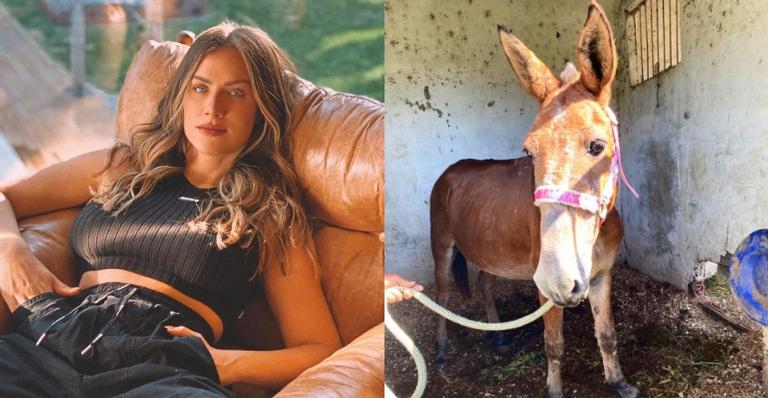 Giovanna Ewbank impressiona a web ao mostrar novo integrante da família: ”Um senhor burrinho”