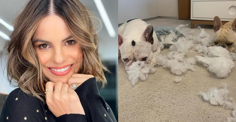 Sthefany Brito mostra bagunça dos cachorros e brinca com opções: ”Tudo culpa do Enrico”