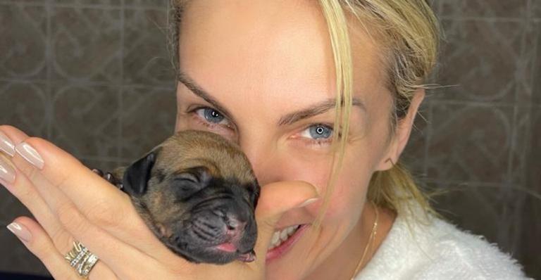 Ana Hickmann faz ensaio ‘pet born’ dos filhotes de sua cadela e mostra fotos inéditas