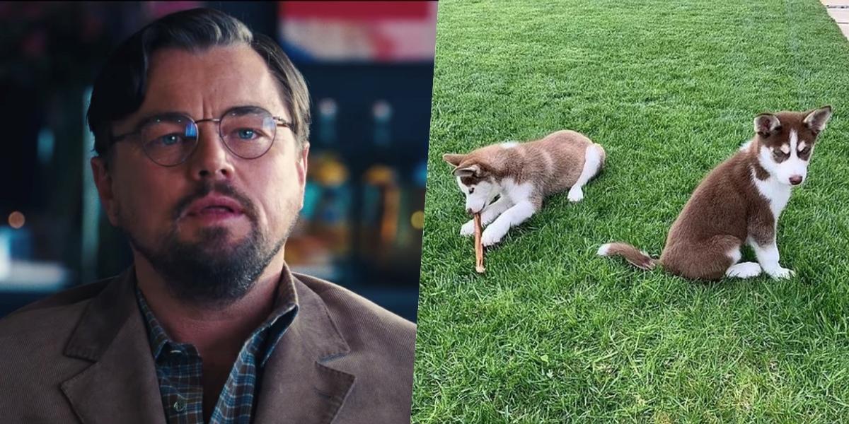 Leonardo DiCaprio arriscou a vida para salvar seus cães durante produção de ‘Não Olhe Pra Cima’
